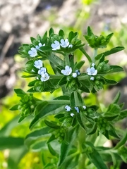 Lappula squarrosa