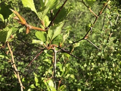 Crataegus chrysocarpa piperi
