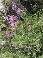 Astragalus ceratoides