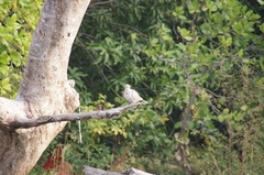 Streptopelia decipiens