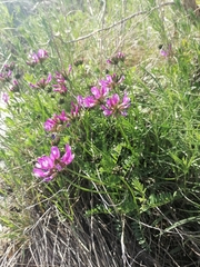 Astragalus ceratoides
