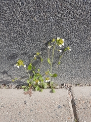 Arabidopsis suecica