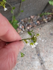 Arabidopsis suecica