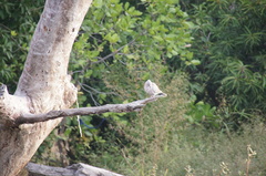 Streptopelia decipiens