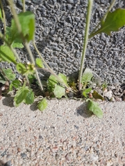 Arabidopsis suecica