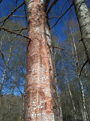 Fusicolla merismoides