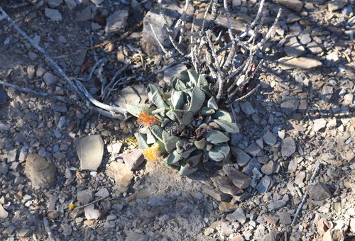 Image of Pleiospilos compactus by (c) Justin Ponder, some rights reserved (CC BY)