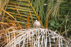 Streptopelia decipiens