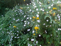 Jacquemontia abutiloides