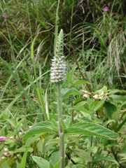 Pogostemon auricularia