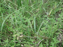 Pogostemon auricularia