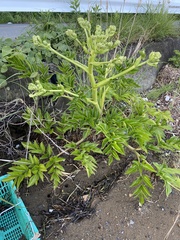 Angelica japonica