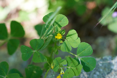 Medicago arabica