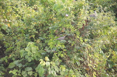 Streptopelia decipiens