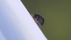 Scymnus rubromaculatus