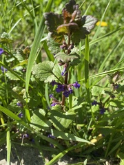 Glechoma hederacea