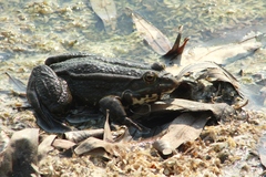 Pelophylax ridibundus