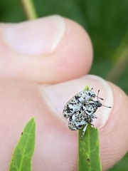 Colecerus marmoratus