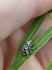 Colecerus marmoratus