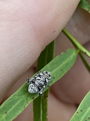 Colecerus marmoratus