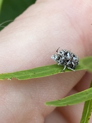 Colecerus marmoratus