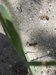 Pogonomyrmex barbatus