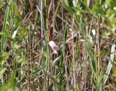 Cleistesiopsis