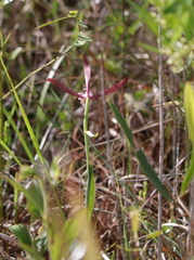 Cleistesiopsis