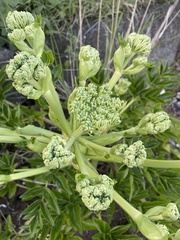 Angelica japonica