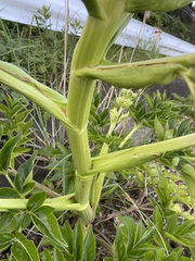 Angelica japonica