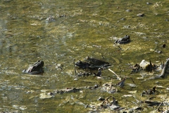 Pelophylax ridibundus
