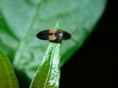 Horistonotus curiatus