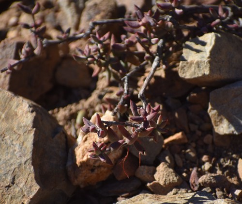 Crassula subaphylla