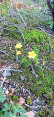 Oxalis capillacea