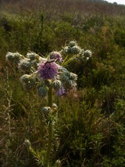 Cirsium brachycephalum