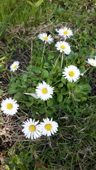 Bellis perennis