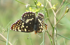 Chlosyne acastus sterope