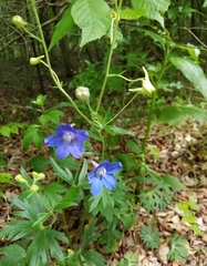 Delphinium alabamicum