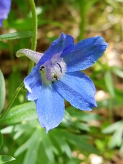 Delphinium alabamicum