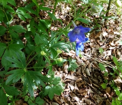 Delphinium alabamicum