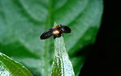 Horistonotus curiatus