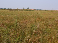 Cirsium brachycephalum
