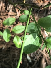Vaccinium fuscatum image