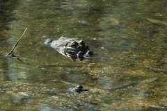 Pelophylax ridibundus