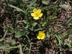 Ranunculus polyrhizos