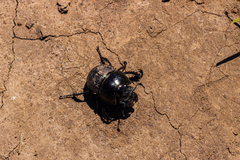 Lethrus apterus