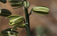 Albuca glauca