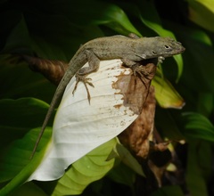 Anolis sagrei