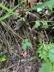 Parthenocissus quinquefolia image