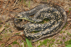 Coluber constrictor anthicus